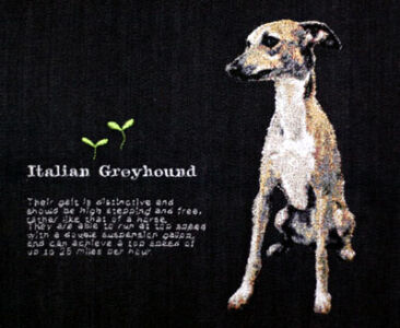 イタリアングレーハウンド イタリアングレーハウンド